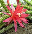 025 disocactus