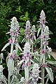 0 Stachys byzantina - Yvoire (2)
