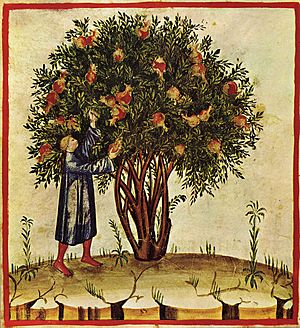 Archivo:1-albero, Taccuino Sanitatis, Casanatense 4182.