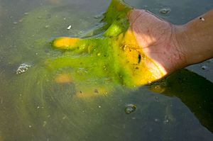 Archivo:Algae bloom in Reflecting Pool, Washington, DC. 2007 Potomac River, Chesapeake Bay watershed. USEPA photo by Eric Vance (13765962984)