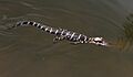 Alligator mississippiensis baby