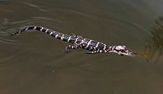 Alligator mississippiensis baby