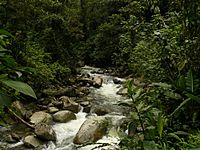 Archivo:Anchicaya River