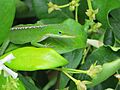 Anolis carolinensis IV