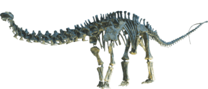 Archivo:Apatosaurus Clean