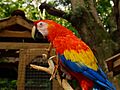 Ara macao -Macaw Mountain Bird Park -8a