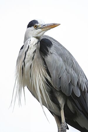 Archivo:Ardea cinerea or Grey Heron