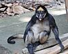 Ateles belzebuth (White-bellied spider monkey) 2.jpg