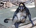 Ateles belzebuth (White-bellied spider monkey) 2