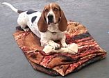 Archivo:Basset hound teddy