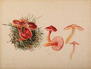 Archivo:Beatrix Potter- Mycology. Source- Armitt Museum and Library