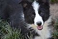 Border Collie blanca y negra Cachorra (Bimba de los Baganicos)