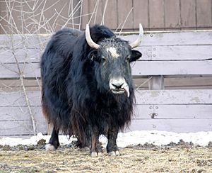 El yak tibetano ha desarrollado un denso pelaje como protección contra el frío.