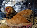 Buff Brahma bantam at poultry show