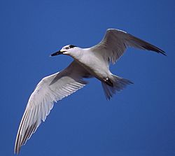Archivo:Cabot's Tern in Flight