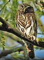 Cactus Ferruginous Pygmy-owl