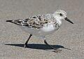 Calidris alba running 6