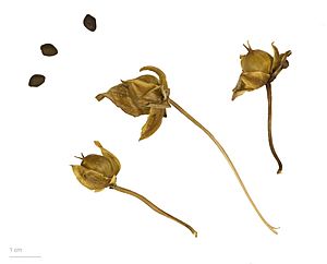 Archivo:Calystegia sepium MHNT.BOT.2009.7.11