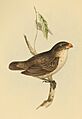 Camarhynchus psittaculus1