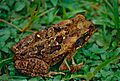 Cane Toad (Rhinella marina) juvenile (10348677804)