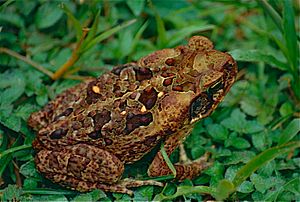 Archivo:Cane Toad (Rhinella marina) juvenile (10348677804)