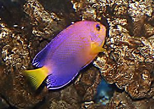 Archivo:Centropyge fisheri