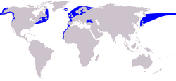 Distribución de la marsopa común