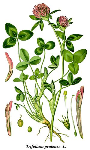 Archivo:Cleaned-Illustration Trifolium pratense