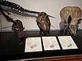 Cráneos de distintos animales prehistóricos del MNCN expuestos en la zona de Geología (Sala 5)a