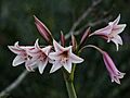 Crinum bulbispermum (6918198336)