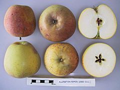 Cross section of Allington Pippin, National Fruit Collection (acc. 2000-016).jpg