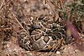 Crotalus scutulatus Mojave