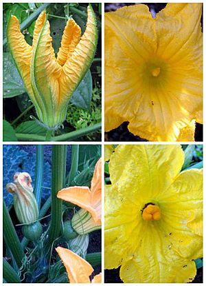 Archivo:Cucurbita-flowers-male-female