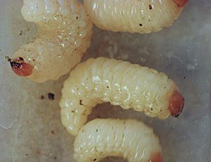 Archivo:Curculio larva