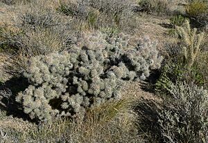 Archivo:Cylindropuntia echinocarpa 7