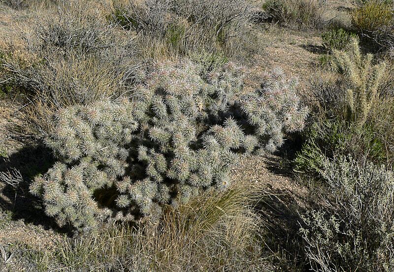 Cylindropuntia echinocarpa 7