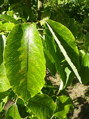 Archivo:Diospyros virginia (Ebenaceae) (leaves)