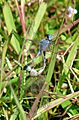 Diplacodes trivialis mating by kadavoor