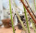 Drosera. Limonia