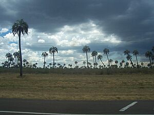 Archivo:El-palmar