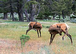Archivo:Elks in yellowstone national park