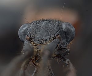 Archivo:Eyes Galerita collaris