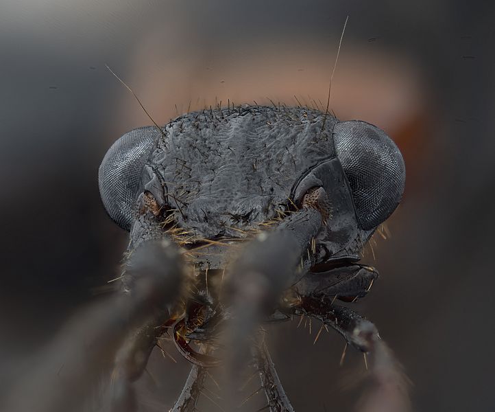 Eyes Galerita collaris