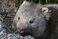Fauna de Tasmania11
