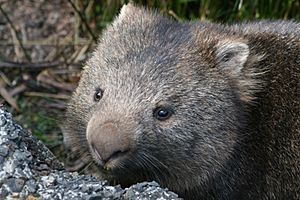 Archivo:Fauna de Tasmania11
