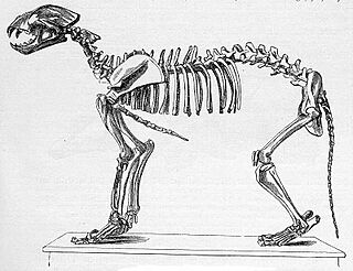 Felis-speleata Höhlenlöwe.jpg