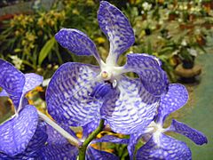 Archivo:Flor de Orquídea - Orchid Flower