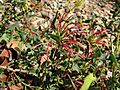 Grevillea maccutcheonii