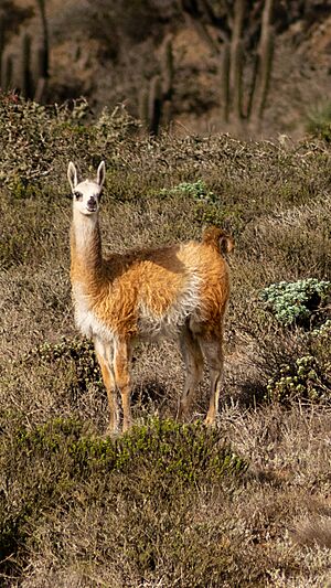 Archivo:Guanaco en Fray Jorge