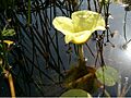 Hydrocleys nymphoides Flower BotGardBln0906b